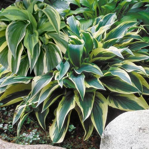Hosta 'Wolverine' - Hosta 'Wolverine' P9/0,55L
